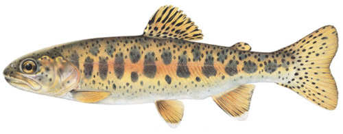 Redband trout